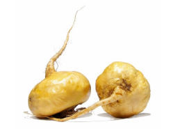 Maca